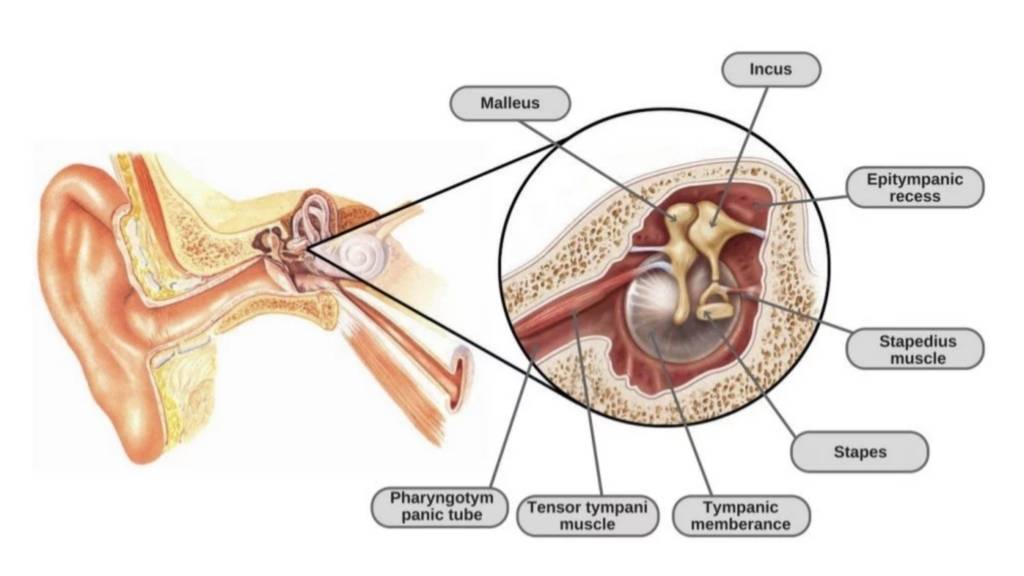 tmj tinnitus mount prospect